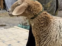 母羊, Arashan sheep — 照片 8