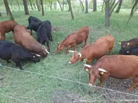Cattle (batch, sex not specified), Dexter — photo 1