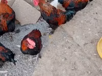 मराँस — फ़ोटो 4