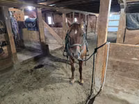 घोड़ा, Quarter Horse — फ़ोटो 6