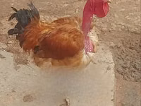 Shamo chickens — photo 4