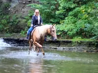 Cheval, Palomino — photo 7