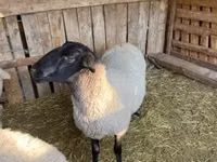 كبش, White Suffolk sheep — الصورة 4