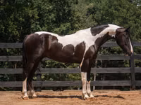 Caballo, Friesian — foto 2
