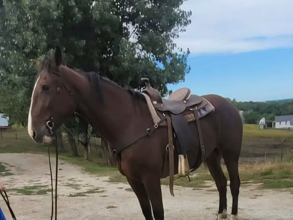 حصان, Quarter Horse