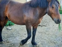 घोड़ा, Međimurje horse — फ़ोटो 4