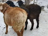Ram, Sheep — photo 2