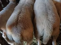 كبش, Romanov sheep — الصورة 2