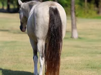 घोड़ी, Skyros Pony — फ़ोटो 7