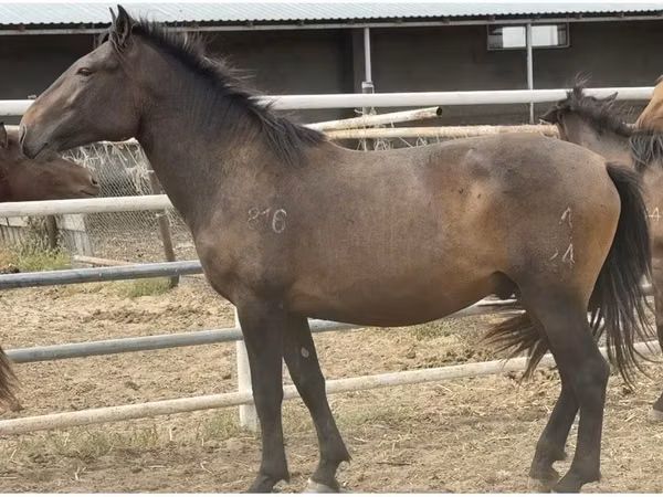 Hengst, Mugalzhar horse