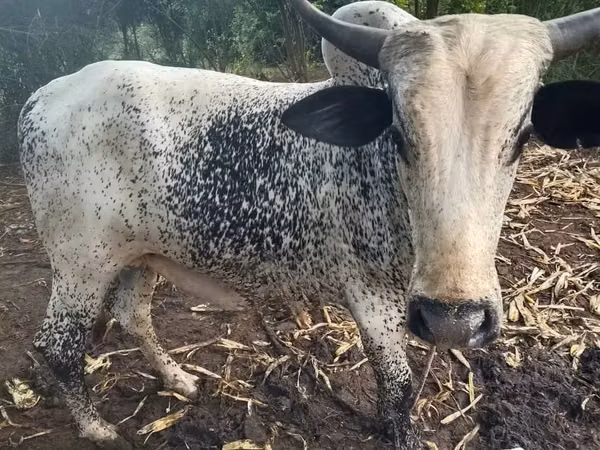Vache, Bovins