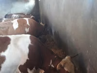 母牛, Red-spotted breed — 照片 1