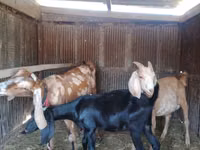 Goat, Dutch Landrace goats — photo 1