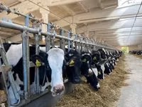Vache, Race Holstein — photo 3