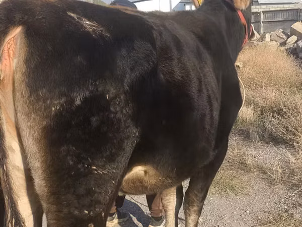 بقرة, Swiss cattle