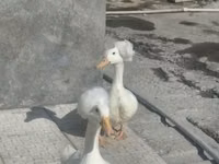 क्रेस्टेड — फ़ोटो 2