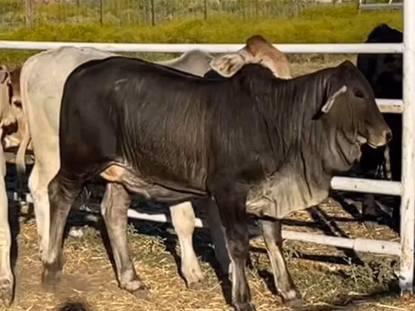 Vache, Brahmane