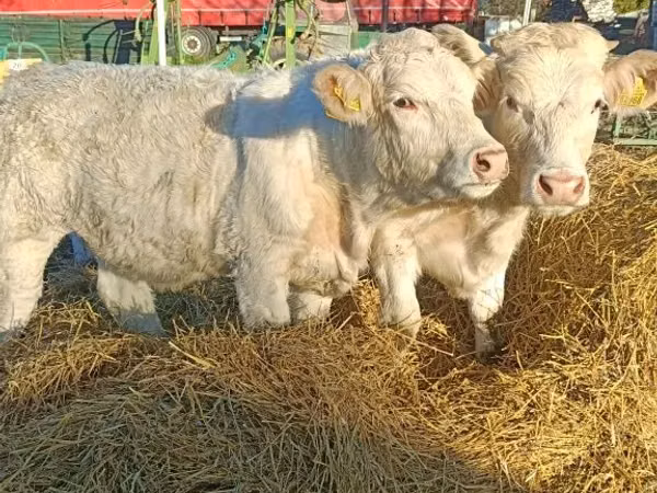 Kuh, Charolais cattle