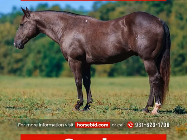 Horse (M), Quarter Horse