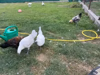 गा नोई — फ़ोटो 5