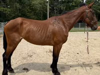 母马, Horses — 照片 2