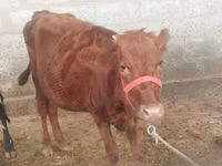 Vache, Red Estonian cattle — photo 2