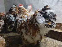 कोचीन — फ़ोटो 6