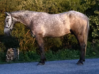 公马, Horses — 照片 1