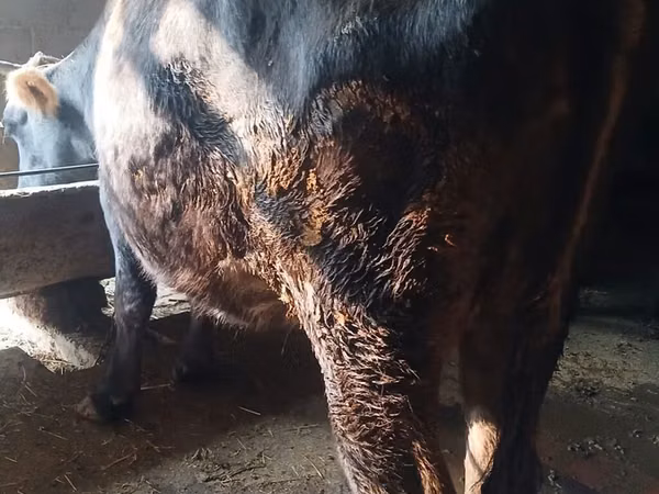Vache, Race Alatauskaya