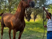 घोड़ी, Skyros Pony — फ़ोटो 2