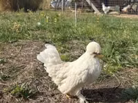 Chickens — फ़ोटो 6
