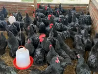 Australorp — foto 7