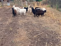 Goat, Alpine goat — photo 5