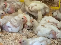 Chickens — 照片 3