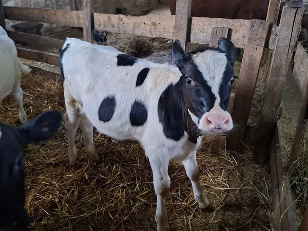 Vaca, Russian Black pied cattle