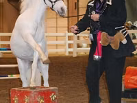 Yegua, Miniature horse — foto 5
