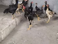 Chickens — الصورة 3