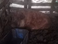 خنزيرة — الصورة 3