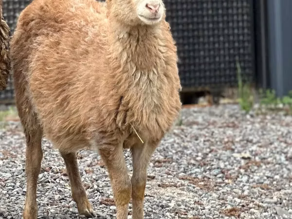 Widder, Hissar sheep