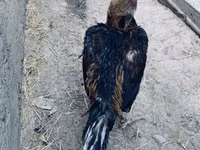डर्बीशायर रेडकैप — फ़ोटो 2