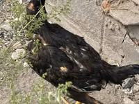 इंडियन गेम — फ़ोटो 7