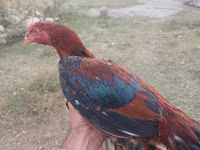 Chickens — foto 1