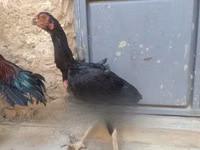 Chickens — photo 3