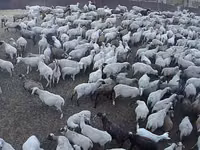 母羊, Hampshire sheep — 照片 1