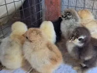 Pekin Bantam — photo 1