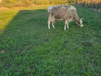 Cow, Cast cow — photo 2