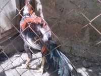 Chickens — Foto 1