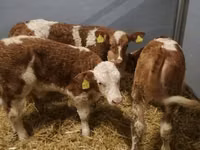 Rinder (Partie, Geschlecht nicht angegeben), Simmental cattle — Foto 4