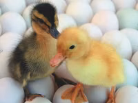 Chickens — 照片 5
