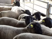Schaf, White Suffolk sheep — Foto 1